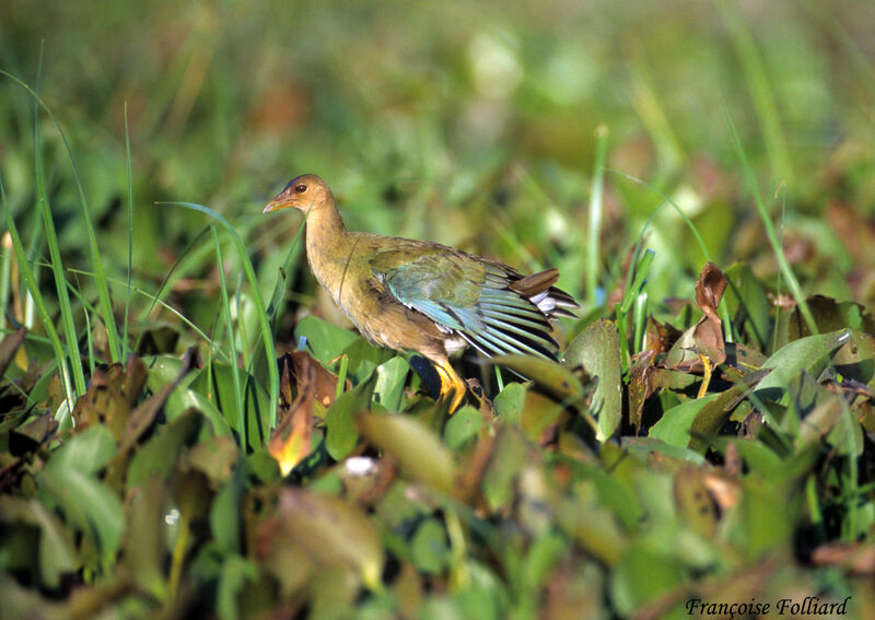 Talève violacéeimmature, identification