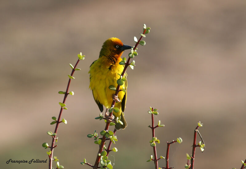 Cape Weaver male adult, identification