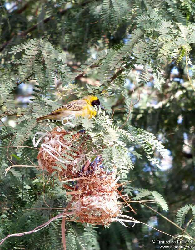 Little Weaver, habitat