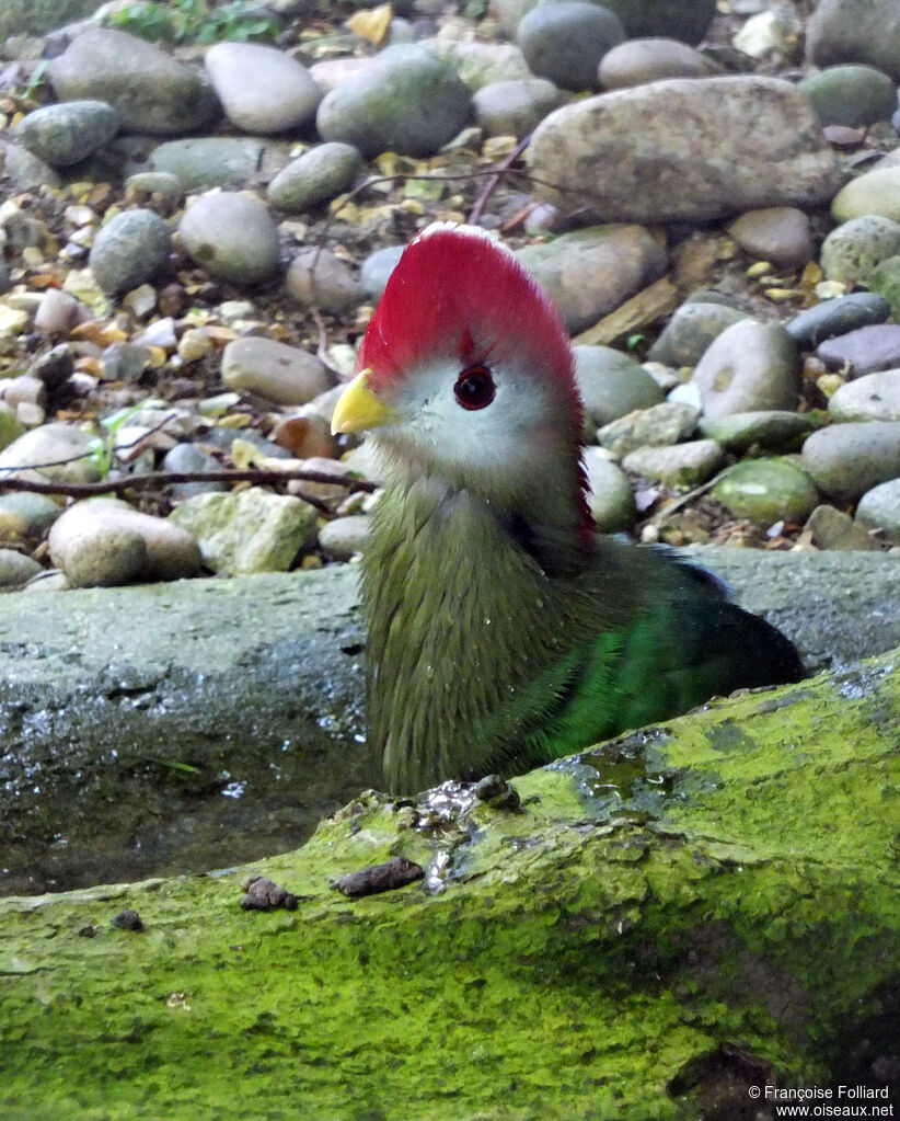 Red-crested Turaco