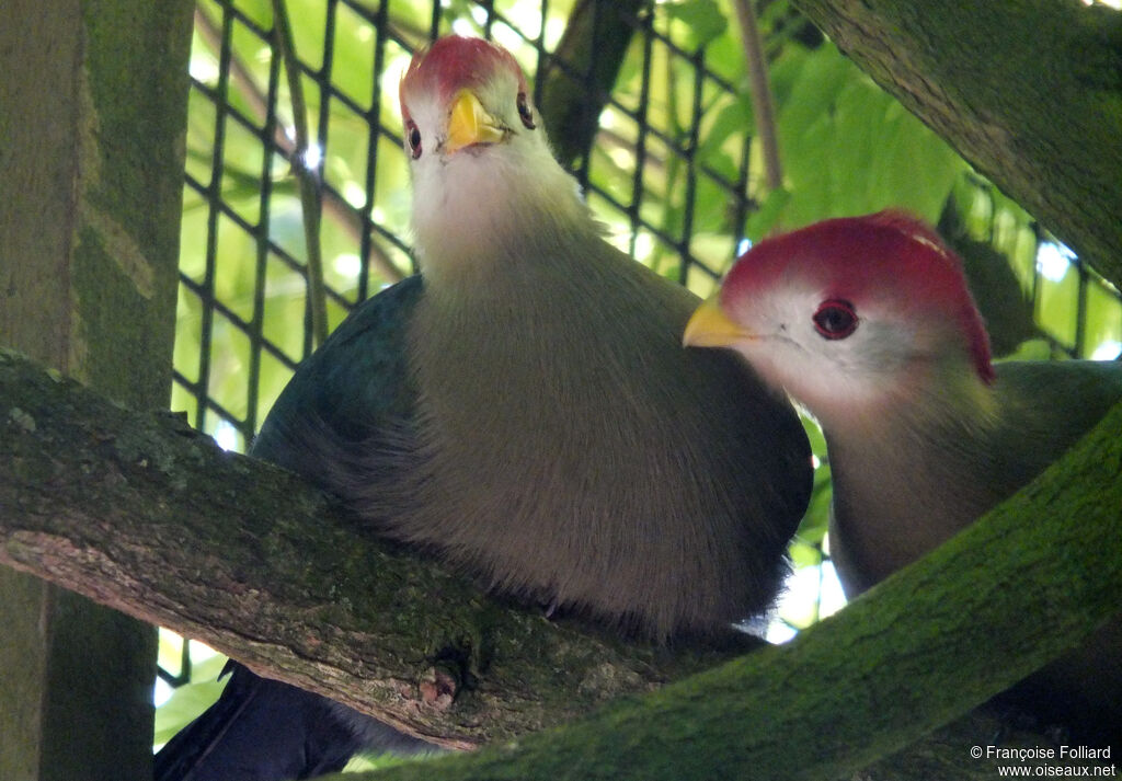 Red-crested Turaco
