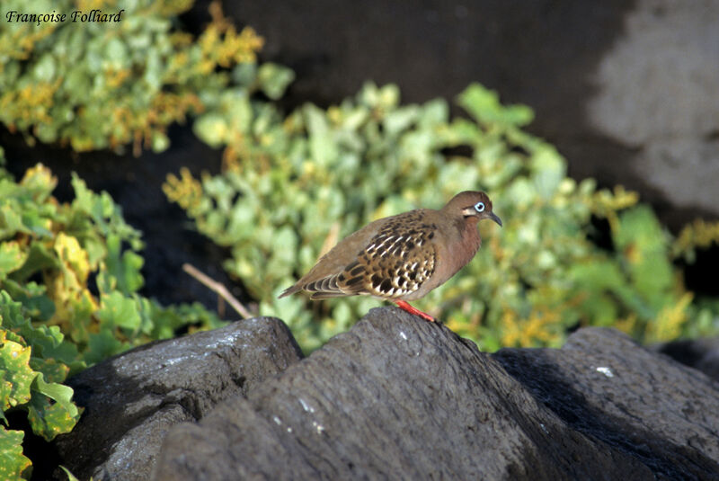 Galapagos Doveadult, identification