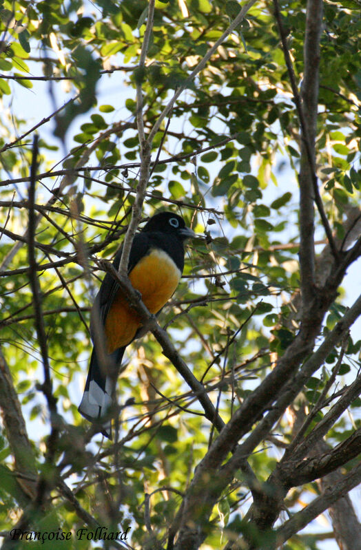 Black-headed Trogonadult, identification