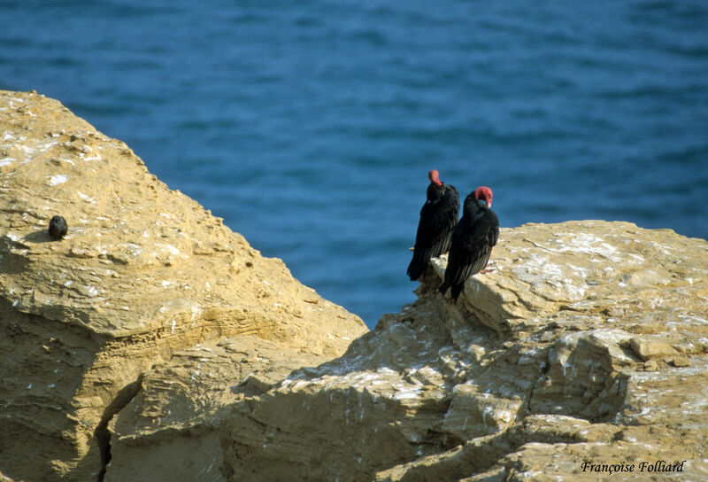 Turkey Vultureadult, identification, Behaviour