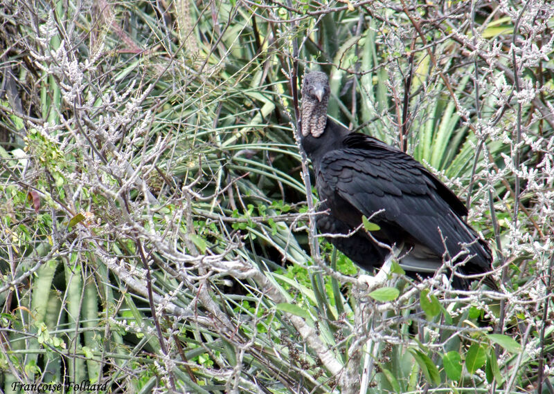 Urubu noir, identification