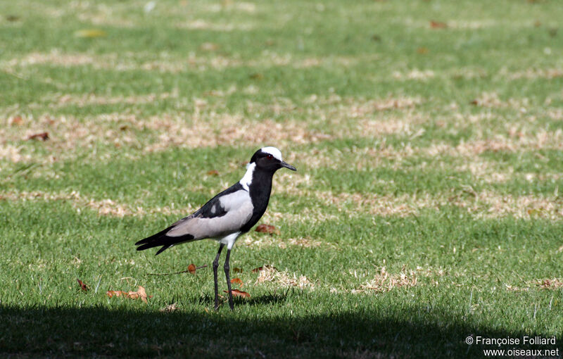 Blacksmith Lapwingadult, identification