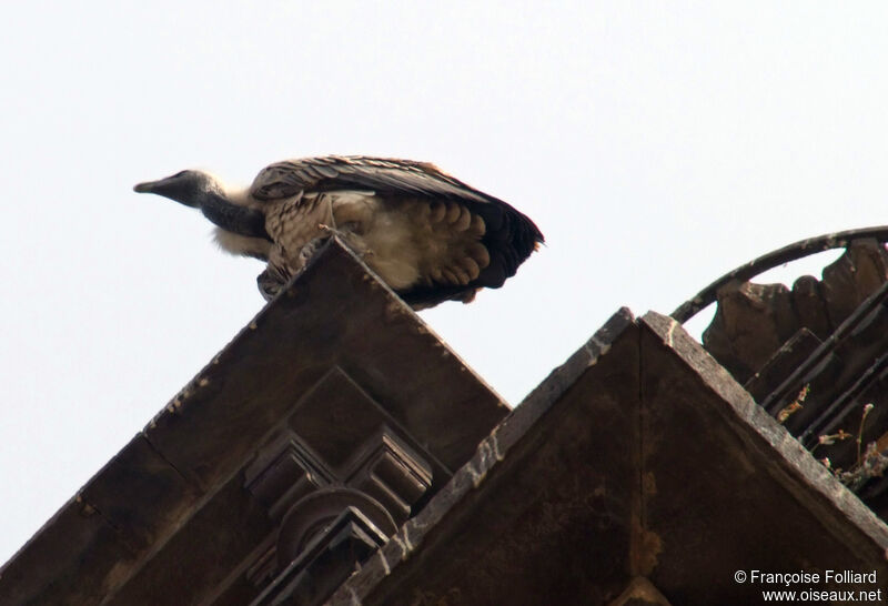 White-rumped Vulture, identification