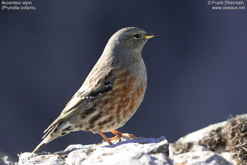 Alpine Accentor