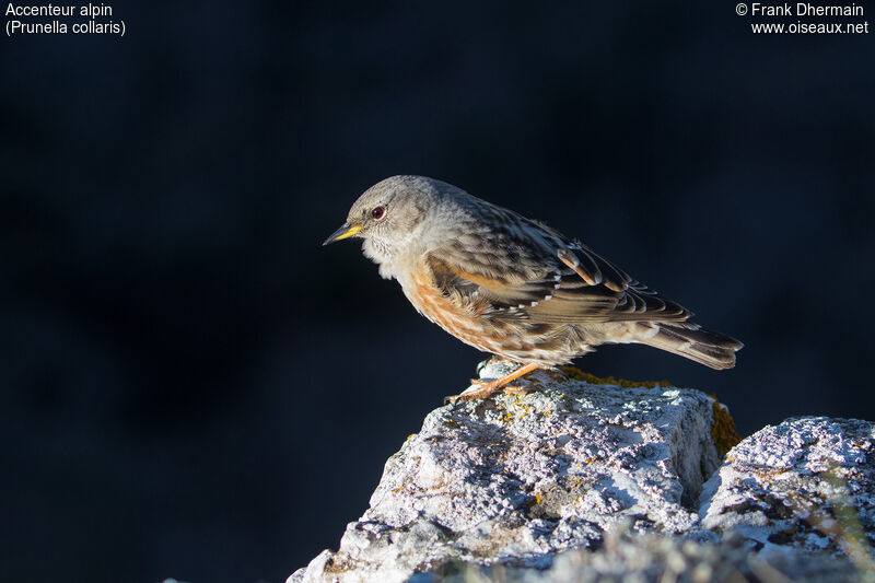 Accenteur alpin