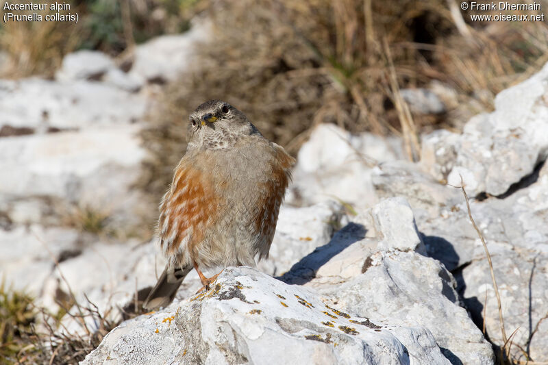 Alpine Accentor