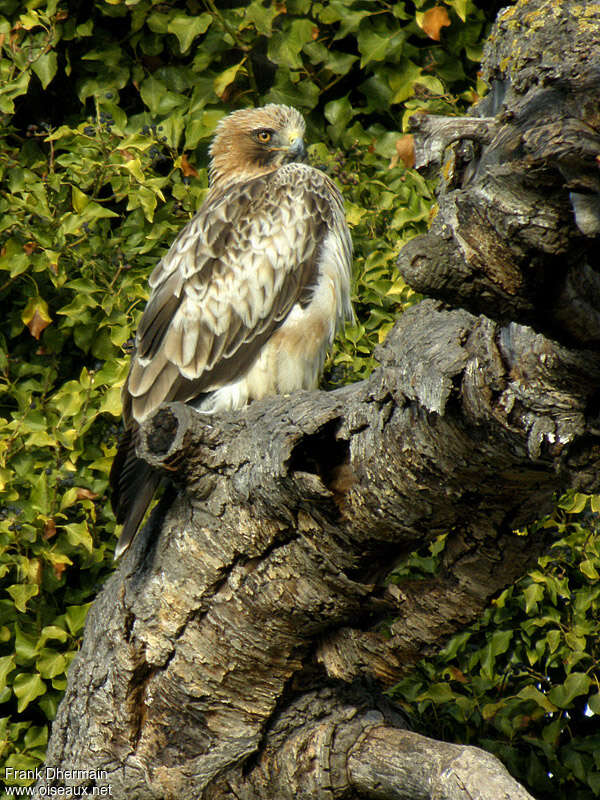 Booted Eagleadult, identification, pigmentation