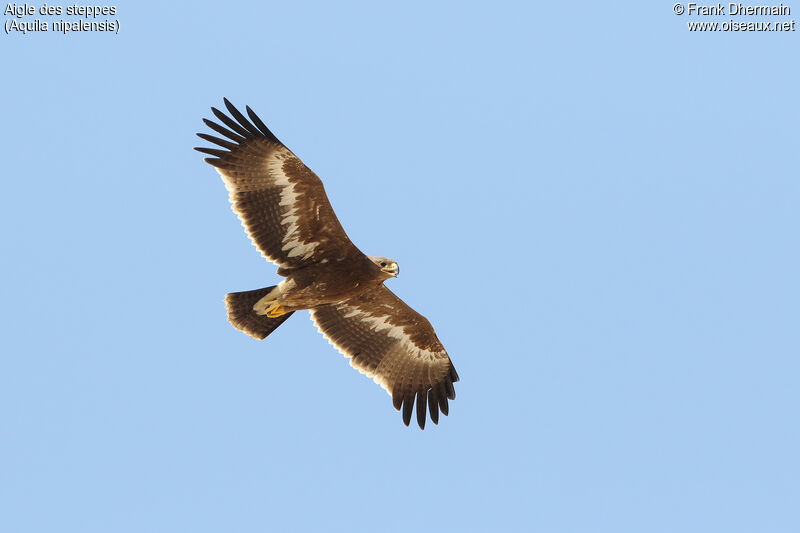 Aigle des steppes1ère année, Vol