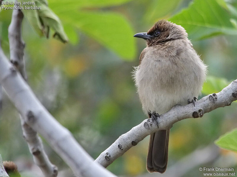 Common Bulbuladult, identification