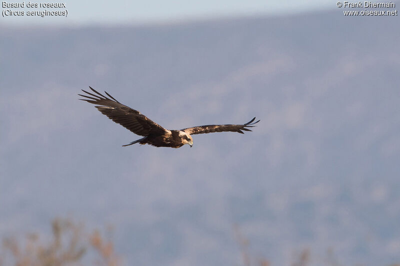 Western Marsh Harrier female adult, Flight