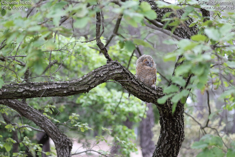 Chouette hulottePoussin, habitat