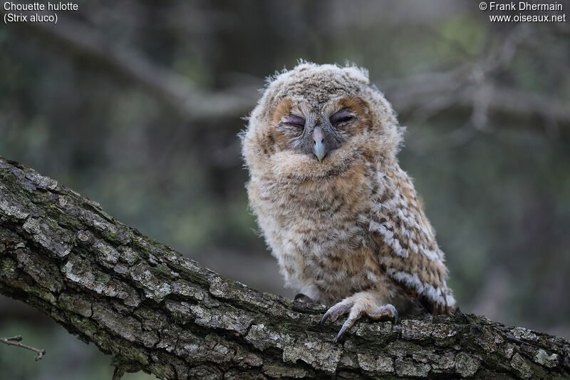 Tawny OwlPoussin, identification