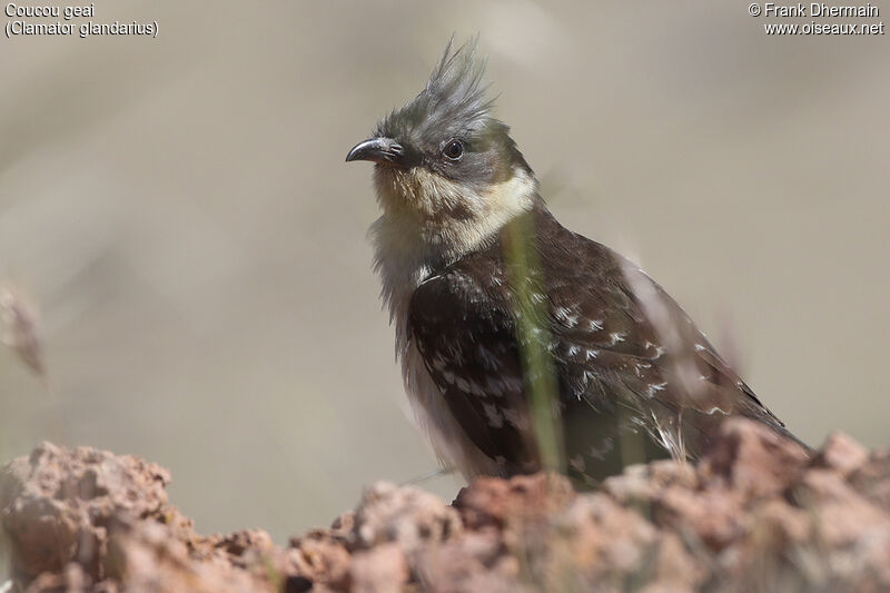 Great Spotted Cuckooadult breeding, close-up portrait