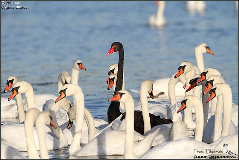 Black Swanadult