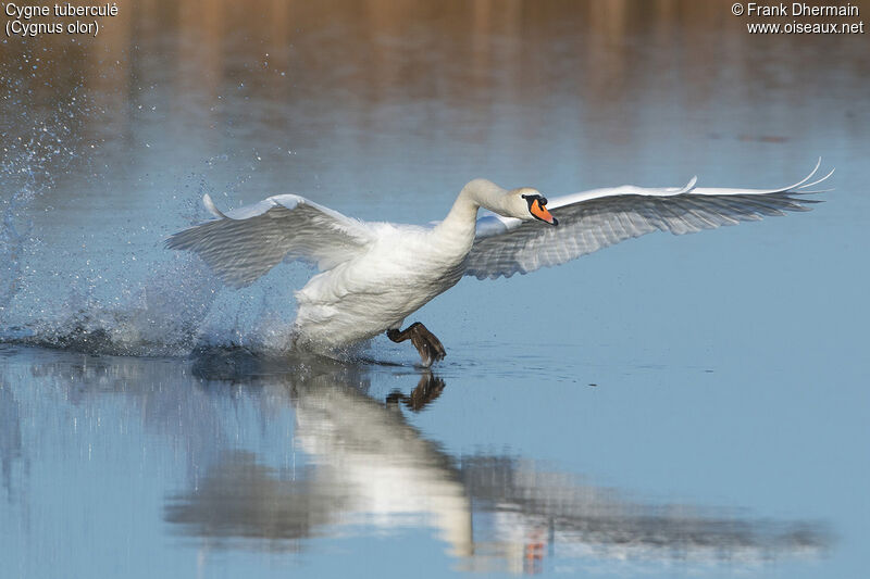 Cygne tuberculé mâle adulte, Vol