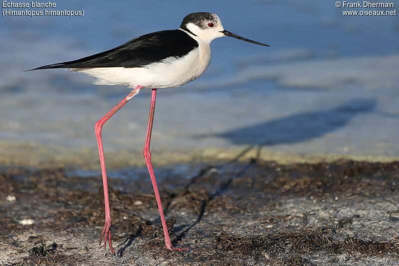 Black-winged Stilt male adult breeding, identification