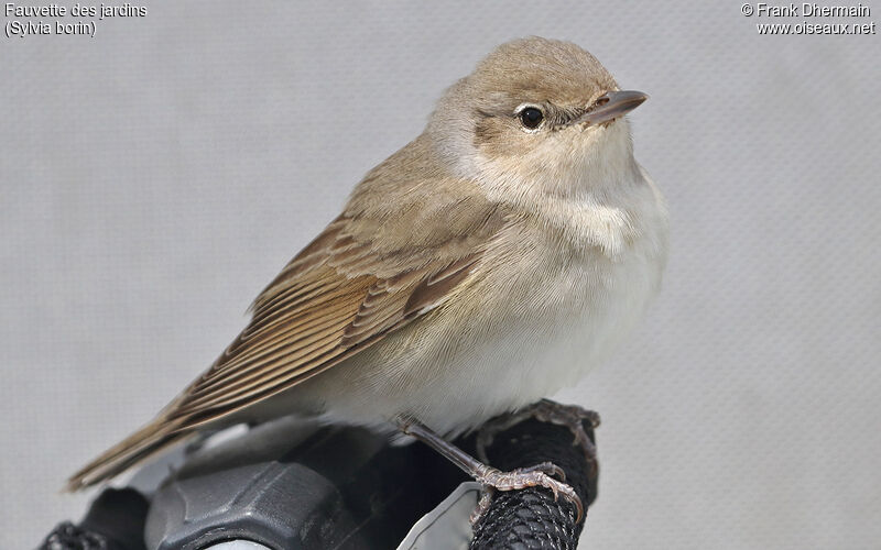 Garden Warbler, identification