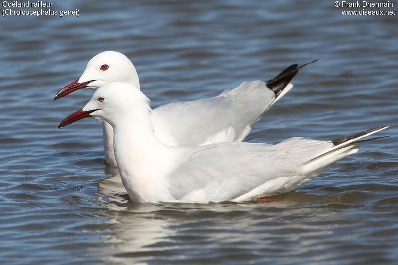 Goéland railleuradulte nuptial, identification, nage