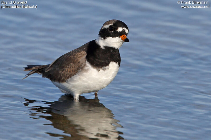 Common Ringed Plover male adult, identification