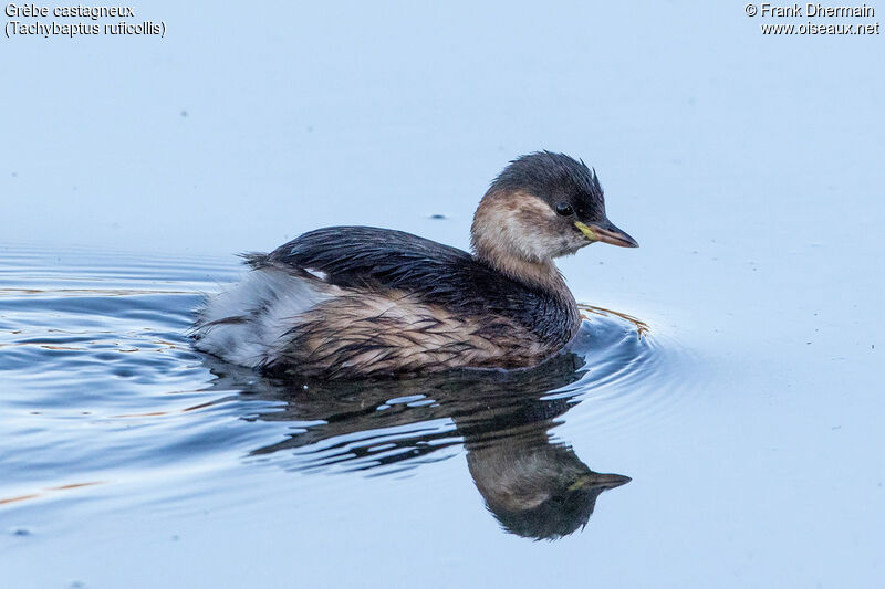 Little Grebeadult post breeding, swimming