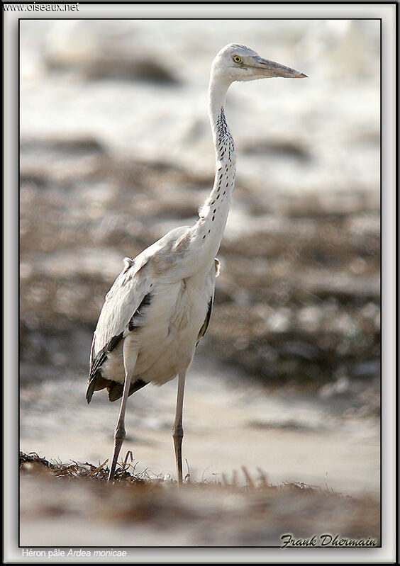 Grey Heron (monicae)