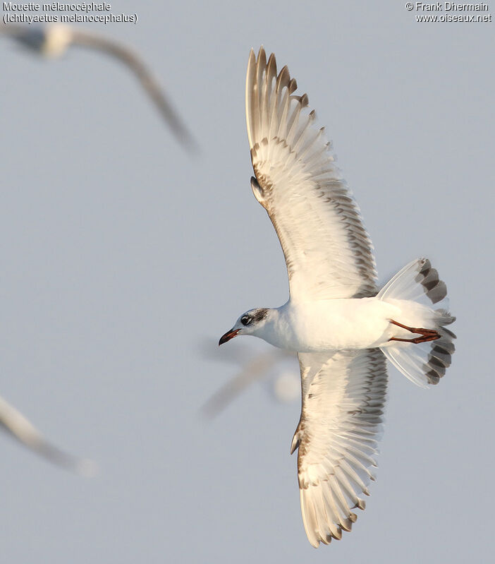 Mediterranean GullFirst year, Flight