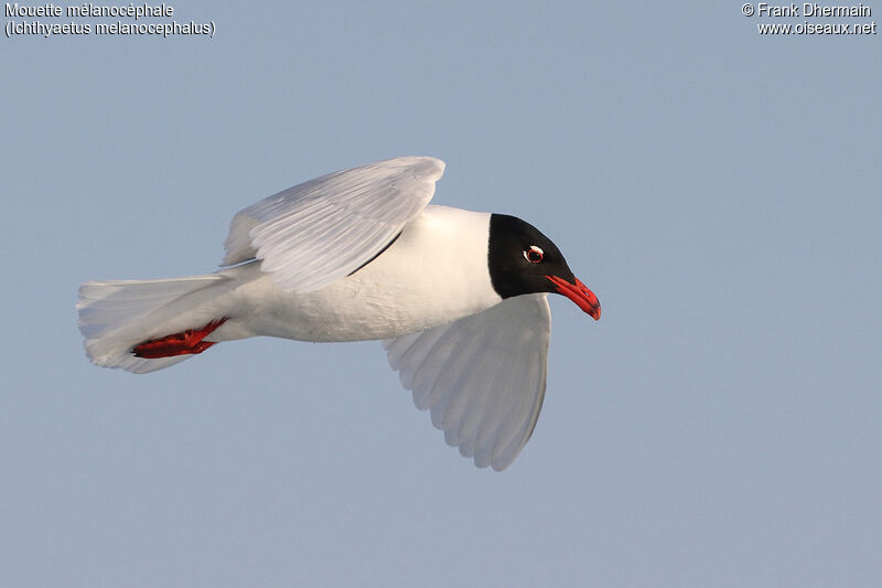 Mouette mélanocéphaleadulte, Vol