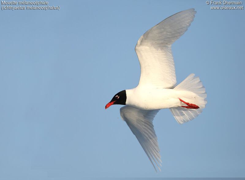 Mouette mélanocéphale