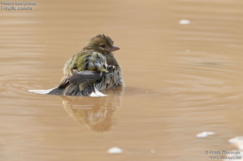 Eurasian Chaffinch female adult, Behaviour