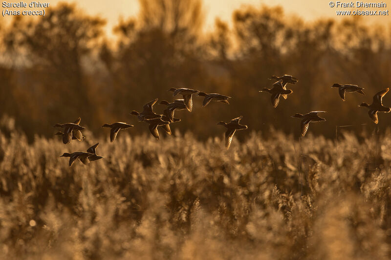 Eurasian Teal, Flight