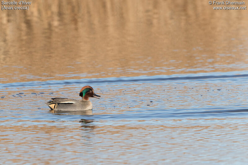 Eurasian Teal male adult breeding, swimming, courting display