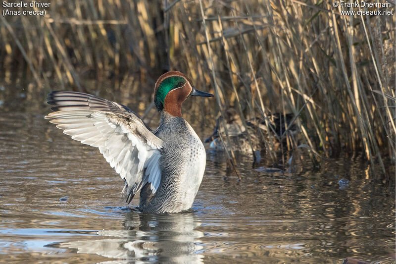 Eurasian Teal male adult breeding