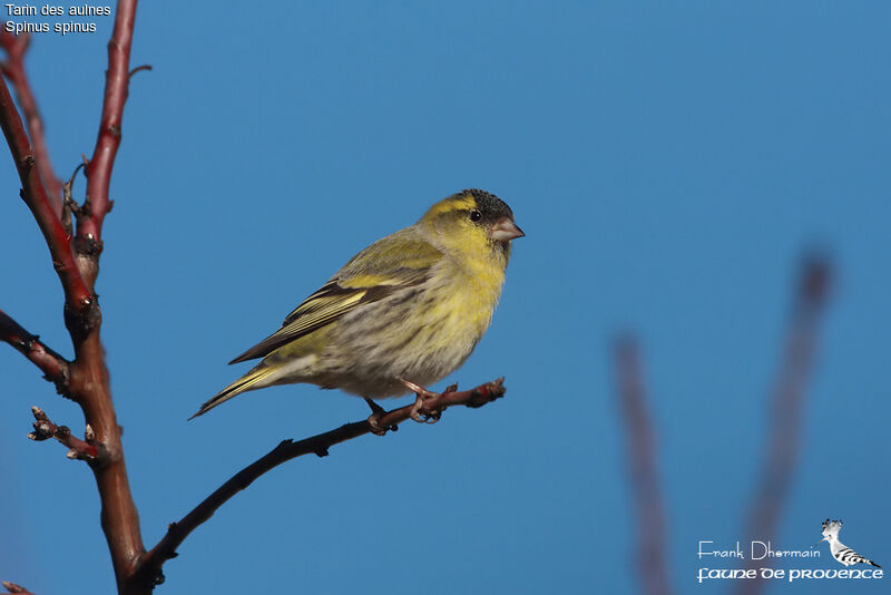 Eurasian Siskin