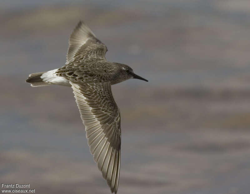 White-rumped Sandpiper, Flight