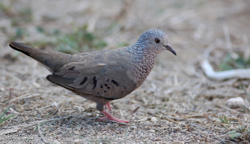 Common Ground Dove male