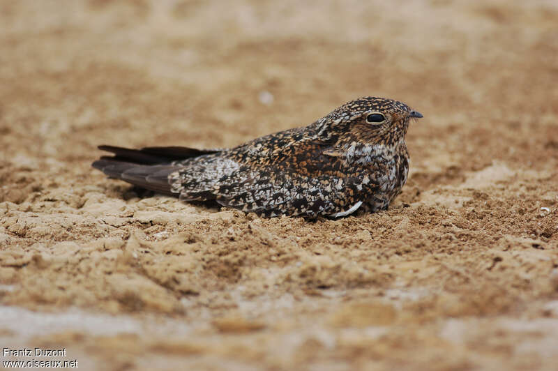 Antillean Nighthawk