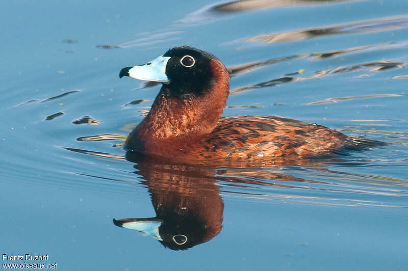 Masked Duck male adult, identification