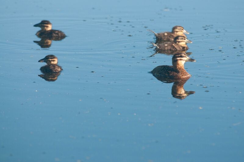 Masked Duck