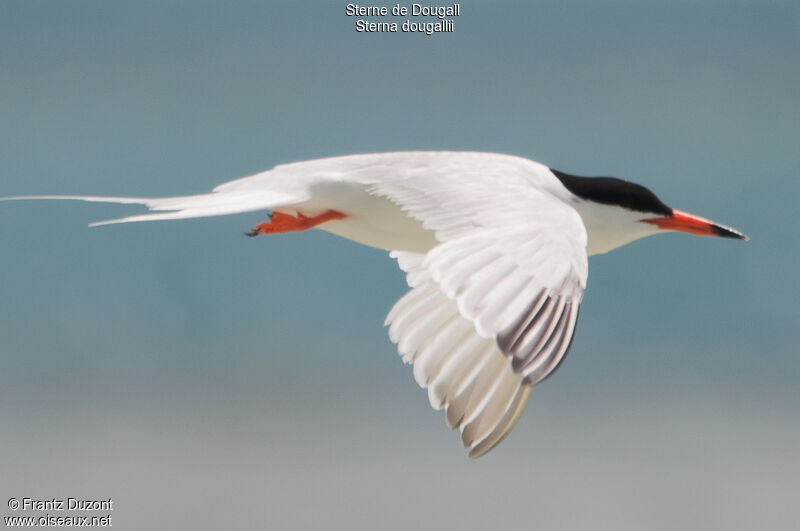 Roseate Ternadult breeding, Flight