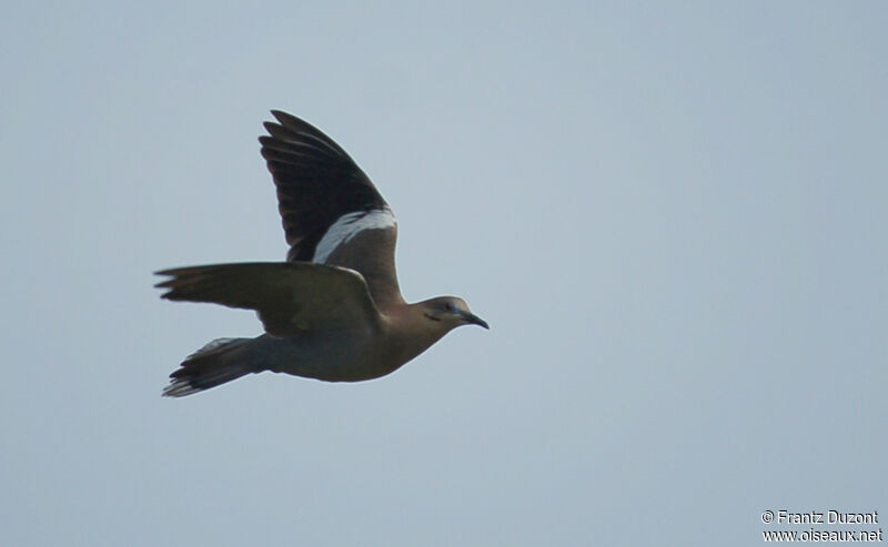 White-winged Dove