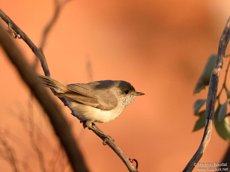 Inland Thornbilladult