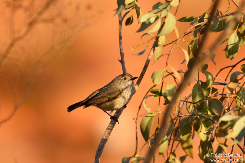 Inland Thornbilladult