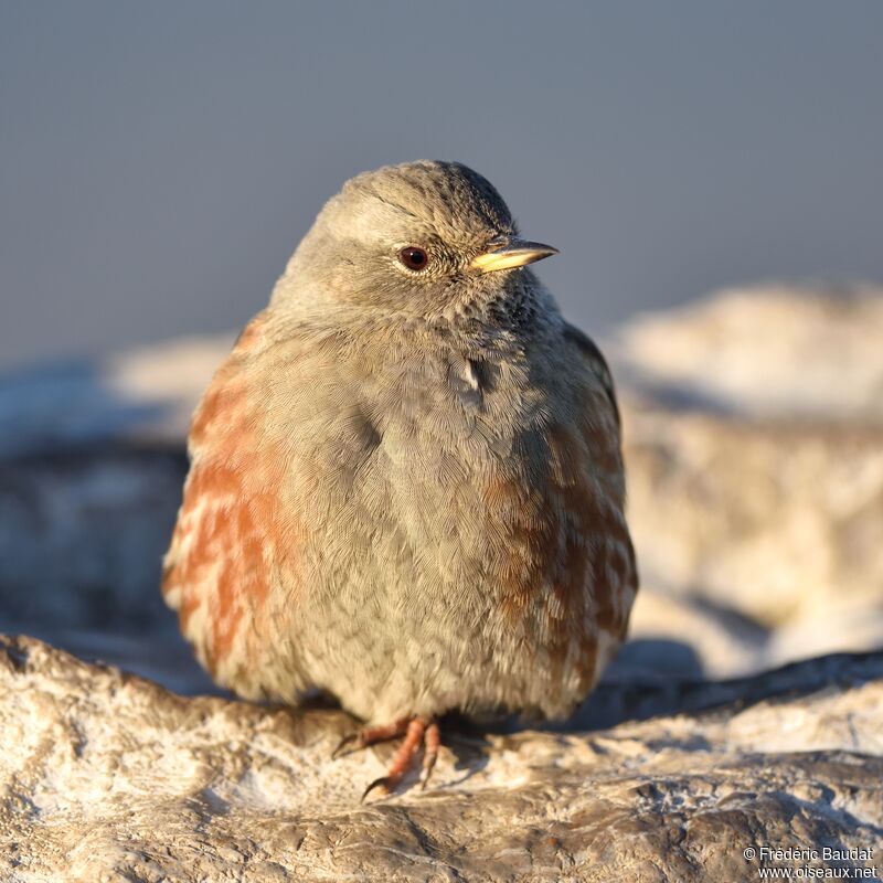 Alpine Accentoradult, identification, close-up portrait