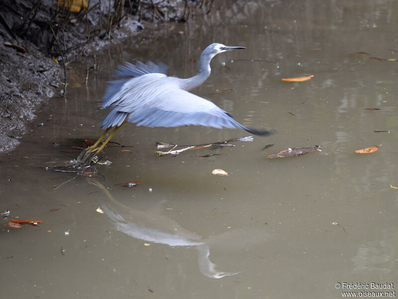 Aigrette à face blancheadulte, Vol