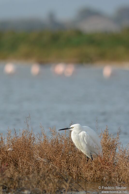 Little Egret, identification