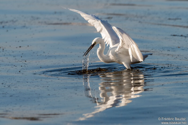 Little Egret, fishing/hunting